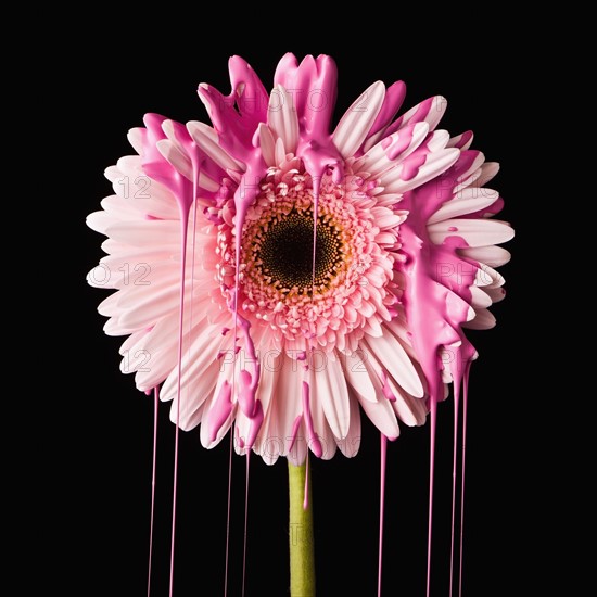 Close-up of pink daisy. 
Photo : Mike Kemp