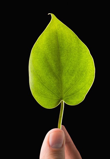 Close-up of green leaf. 
Photo : Mike Kemp