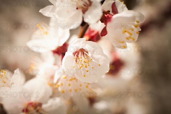 Close-up of cherry blossom. 
Photo : Mike Kemp