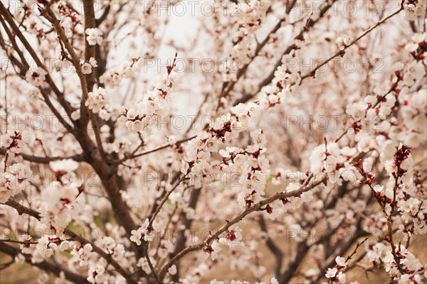 View of cherry blossom tree. 
Photo : Mike Kemp