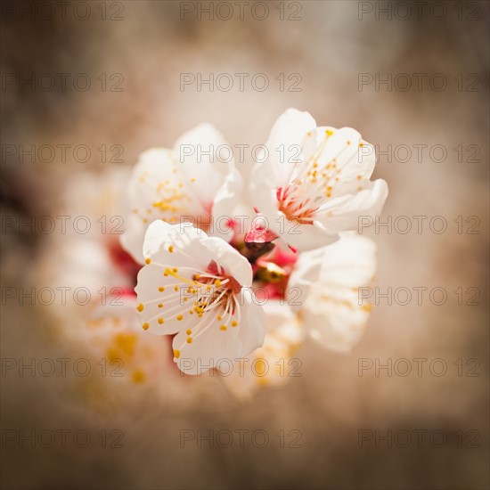 Close-up of cherry blossom. 
Photo : Mike Kemp