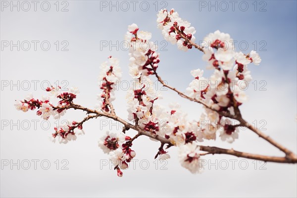 Cherry blossom branch. 
Photo: Mike Kemp