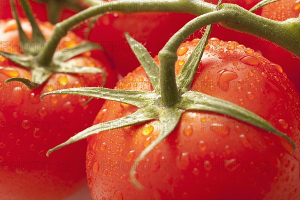 Fresh tomatoes with water drops. 
Photo : Mike Kemp