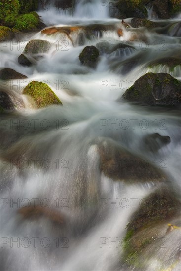 USA, Washington, Hoh Rainforest, Forest creek. 
Photo : Gary Weathers