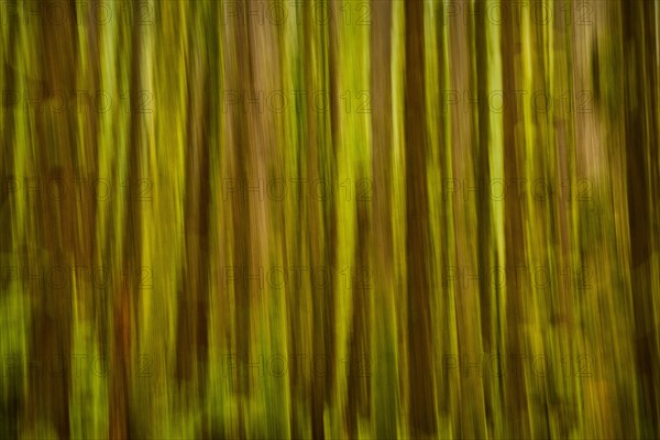 USA, Washington, Blurred tree trunks . 
Photo: Gary Weathers