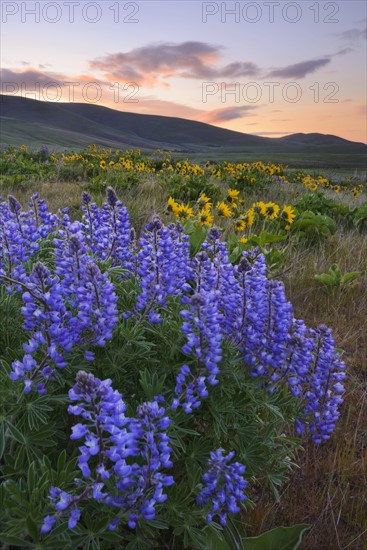 USA, Washington, Dalles Mountain State Park, Landscape with lupine flower in foreground. 
Photo : Gary Weathers