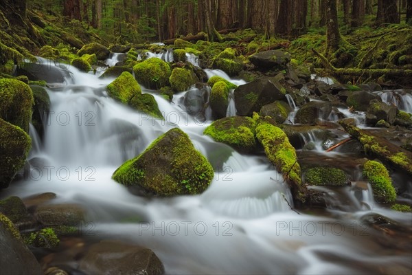 USA, Washington, Olympic National Park, Forest creek. 
Photo: Gary Weathers