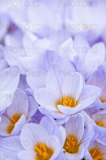 Close-up of crocuses. 
Photo : Elena Elisseeva