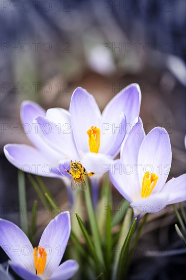 Close-up of crocuses. 
Photo: Elena Elisseeva