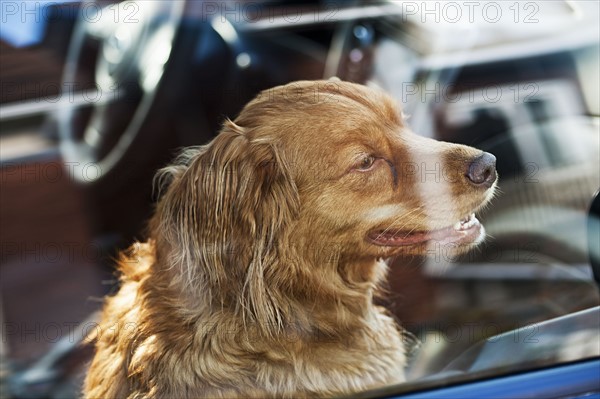 Dog waiting in car. 
Photo: Elena Elisseeva