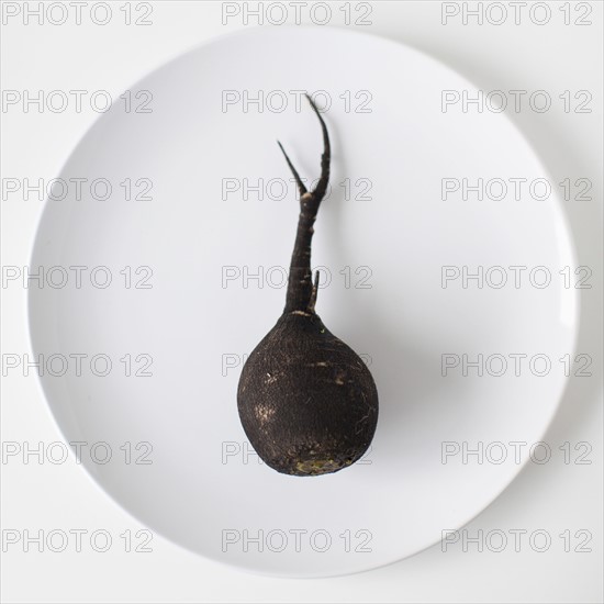 Turnip on plate, studio shot. 
Photo : Jessica Peterson