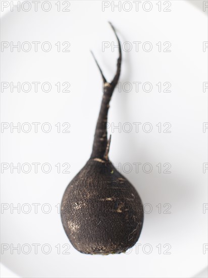 Turnip on plate, studio shot. 
Photo : Jessica Peterson