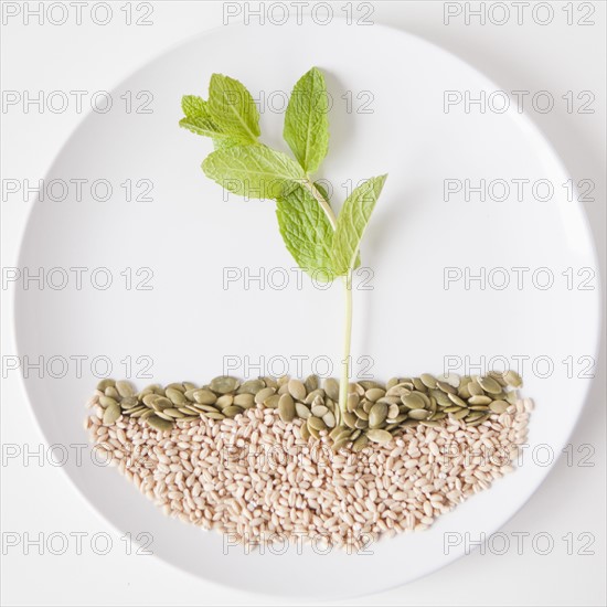 Landscape on plate made out of food, studio shot. 
Photo: Jessica Peterson