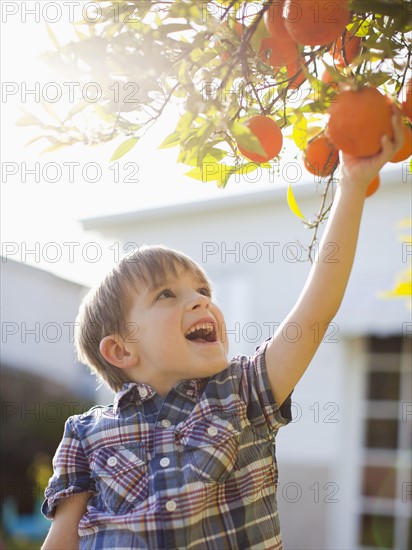 Happy young boy (6-7) reaching for fresh orange. 
Photo : Jessica Peterson