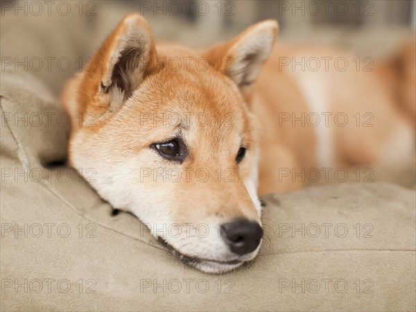 Portrait of dog lying on sofa. 
Photo : Jessica Peterson