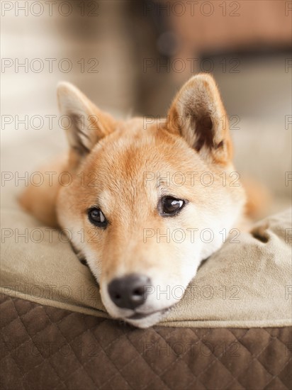 Portrait of dog lying on sofa. 
Photo: Jessica Peterson