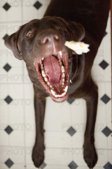 Dog yawning. 
Photo : Jessica Peterson