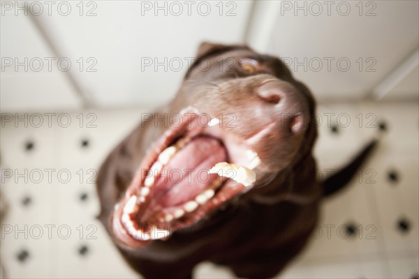 Dog yawning. 
Photo : Jessica Peterson