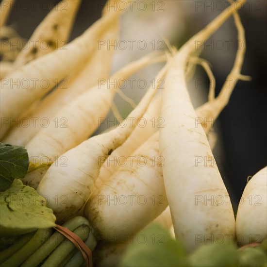 Fresh radish. 
Photo : Jessica Peterson