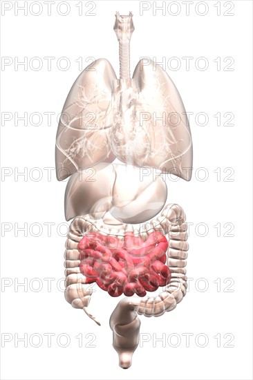 Biomedical illustration showing human internal organs. 
Photo: Calysta Images