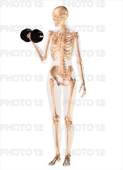 Conceptual image showing human skeleton doing workout. 
Photo : Calysta Images