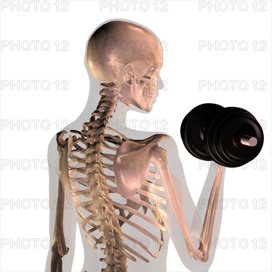 Conceptual image showing human skeleton doing workout. 
Photo : Calysta Images