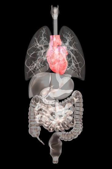 Biomedical illustration showing human internal organs. 
Photo : Calysta Images