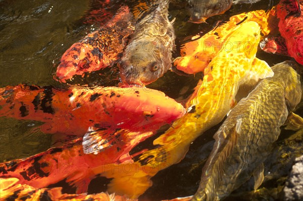 Japanese carps swimming in pond. 
Photo : Calysta Images