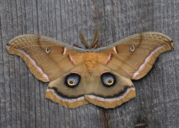 Close-up view of beautiful butterfly. 
Photo: Calysta Images