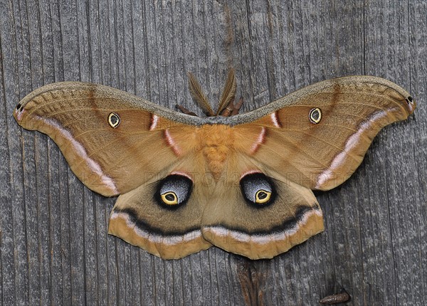 Close-up view of beautiful butterfly. 
Photo : Calysta Images