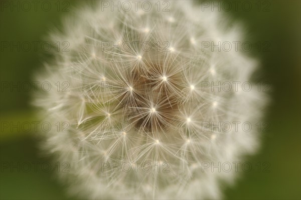 Close-up view of dandelion. 
Photo: Calysta Images