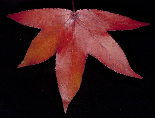 Close-up studio shot of red leaf. 
Photo : Calysta Images