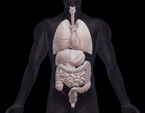 Biomedical illustration showing human internal organs. 
Photo : Calysta Images