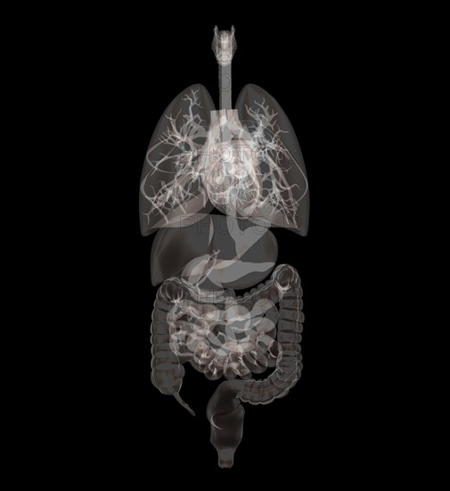Biomedical illustration showing human internal organs.
Photo: Calysta Images