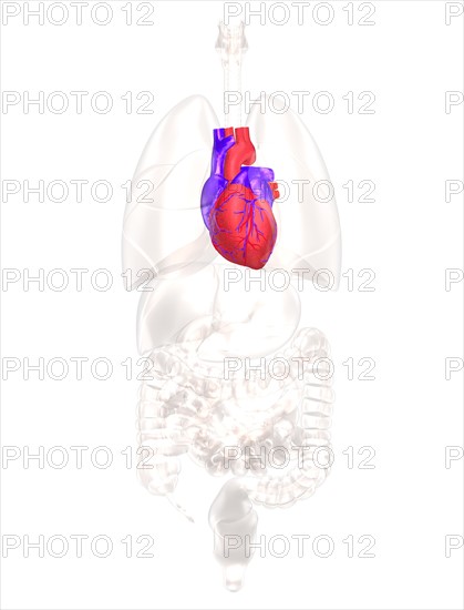 Biomedical illustration showing human heart. 
Photo : Calysta Images