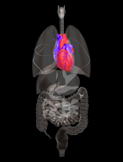 Biomedical illustration showing human heart. 
Photo : Calysta Images