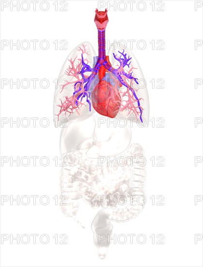 Biomedical illustration showing human heart. 
Photo : Calysta Images