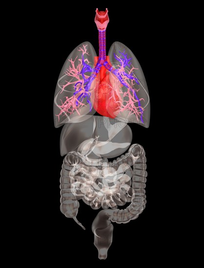 Biomedical illustration showing human internal organs. 
Photo : Calysta Images