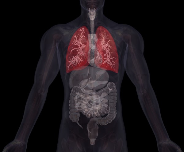 Biomedical illustration showing human internal organs with lungs indicated in red. 
Photo : Calysta Images