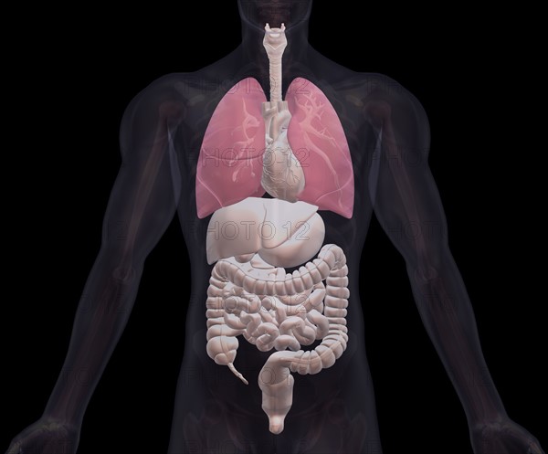 Biomedical illustration showing human internal organs. 
Photo : Calysta Images