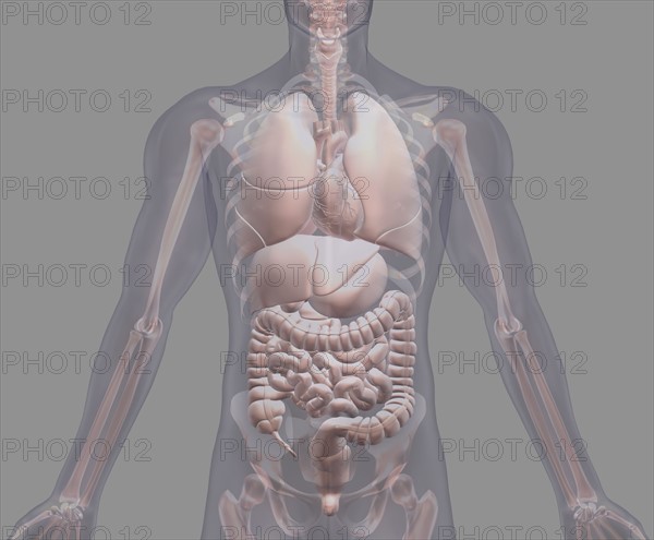 Biomedical illustration showing human internal organs. 
Photo : Calysta Images