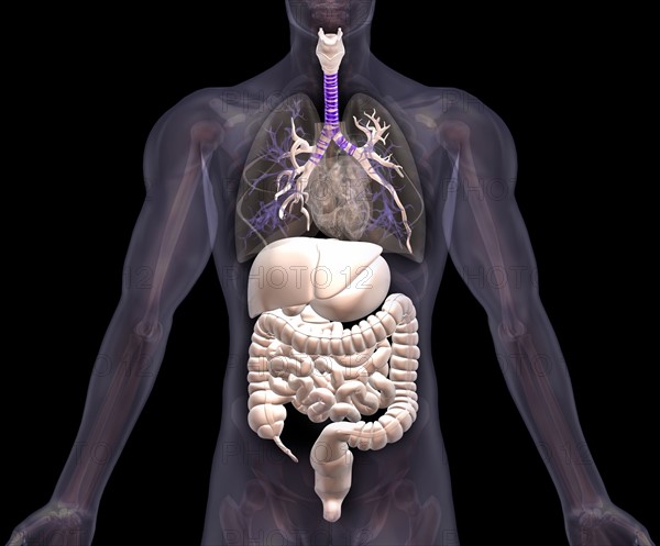 Biomedical illustration showing human internal organs . 
Photo : Calysta Images