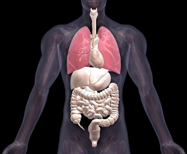 Biomedical illustration showing human internal organs with lungs indicated in red. 
Photo: Calysta Images