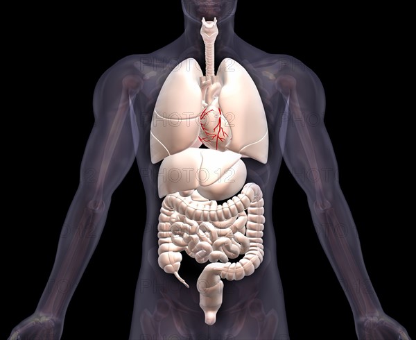 Biomedical illustration showing human internal organs .
Photo : Calysta Images