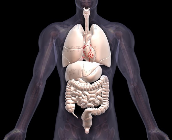 Biomedical illustration showing human internal organs . 
Photo: Calysta Images