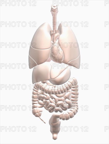 Biomedical illustration showing human internal organs . 
Photo : Calysta Images