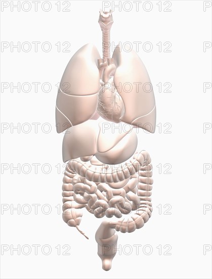 Biomedical illustration showing human internal organs . 
Photo: Calysta Images