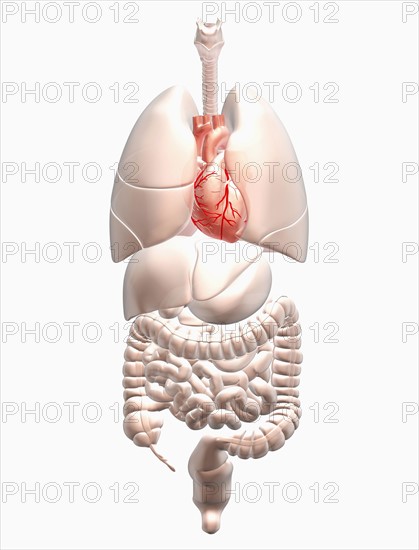 Biomedical illustration showing human internal organs with heart indicated in red. 
Photo : Calysta Images