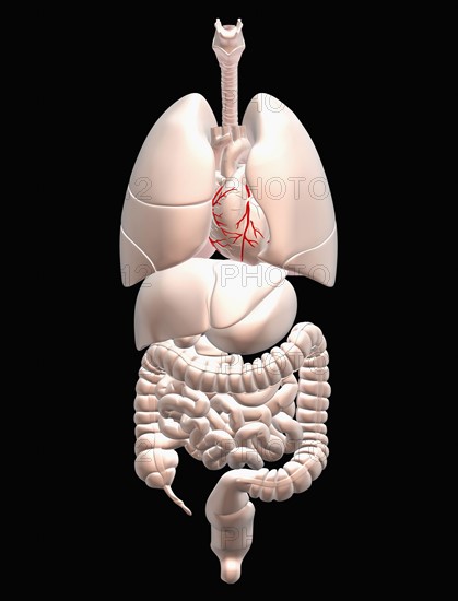 Biomedical illustration showing human internal organs . 
Photo: Calysta Images