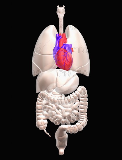 Biomedical illustration showing human internal organs with heart indicated in red. 
Photo : Calysta Images